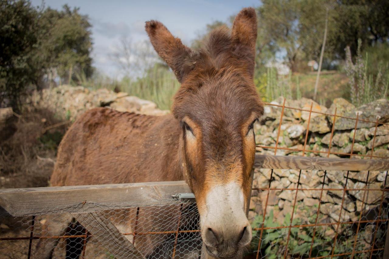 Alojamiento Rural Camino Beturia Cabeza la Vaca Bagian luar foto